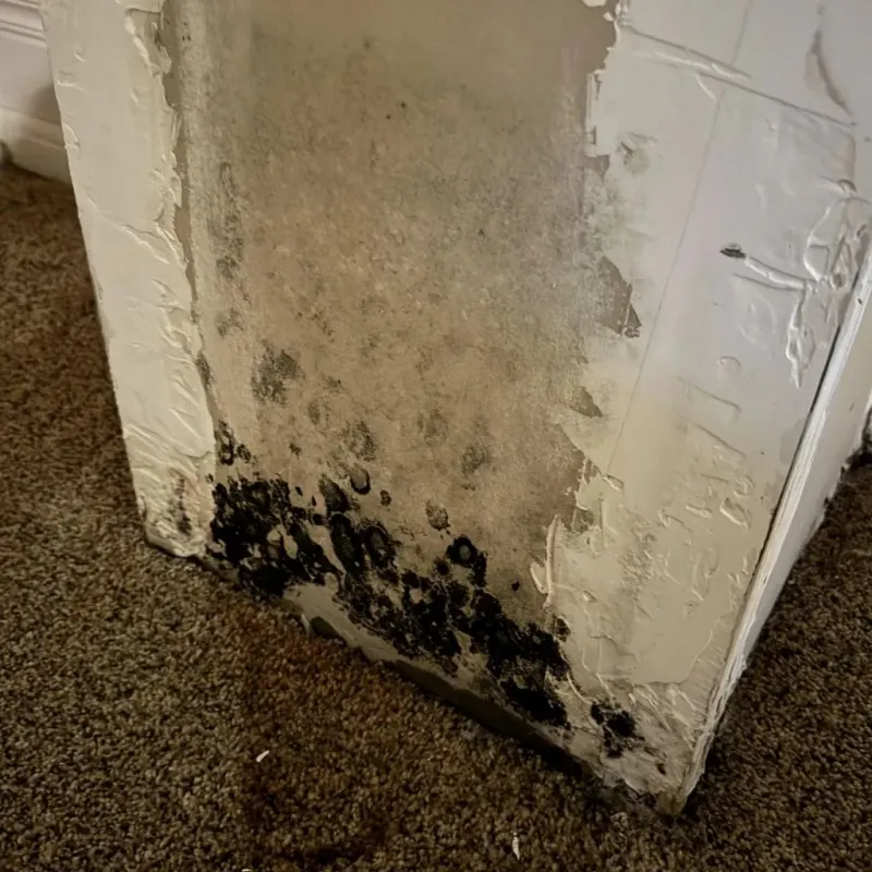 Professional Mold Removal in Princeton, IN